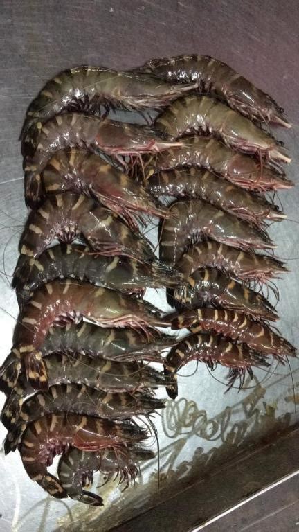 Tiger Prawns Jumbo Fresh Chilled Food Drinks Packaged Instant
