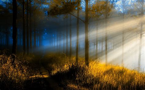 Nature Sunrise Forest Path Trees Grass Mist Light Wallpaper