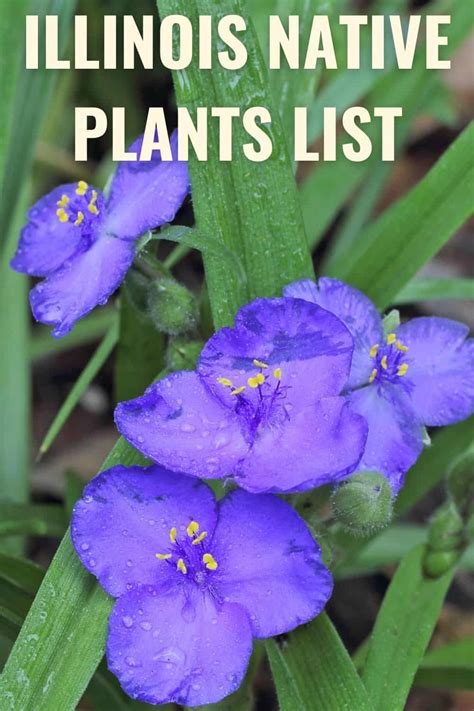 Illinois Native Plants List 9 Garden Ideas You Can Use Now