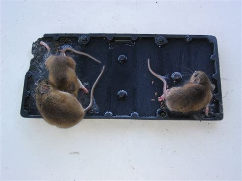 They also do not want to have to clean up the bloody mess that happens after the rat is caught. File:Mice on a glue trap.JPG - Wikimedia Commons