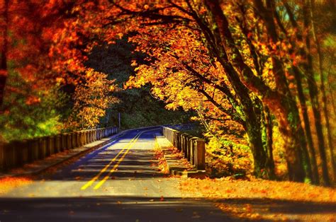 Leaves Fall Colorful Autumn Road Bridge Wallpapers Hd Desktop
