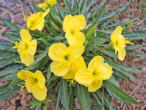 Yellow Evening Primrose Cedar Breaks National Monument Us National