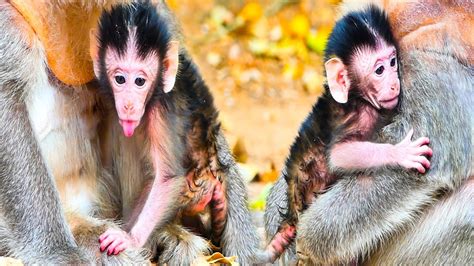 Super Cute Why Baby Monkey Stick Out Tongues After Getting Sweet Milk