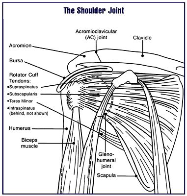 The shoulder is made up of two joints, the acromioclavicular joint and the glenohumeral joint. Acromioclavicular joint - wikidoc