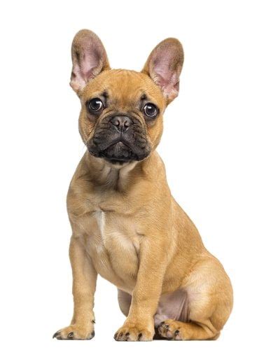They have a lot of fun personality traits. 10 Things You Should Know Before Owning a French Bulldog