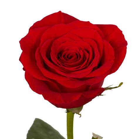 Xx Long Elegant Dozen Red Roses Globalrose