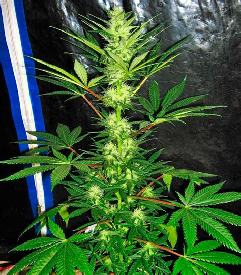 Aurora Indica Feminized Seeds For Sale Information And Reviews Herbies