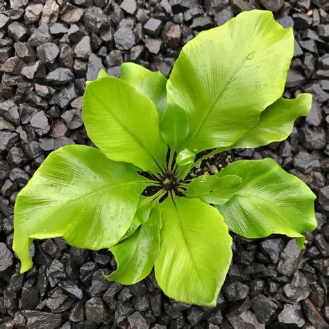 Asplenium Nidus Birds Nest Fern 45 Pot Little Prince To Go