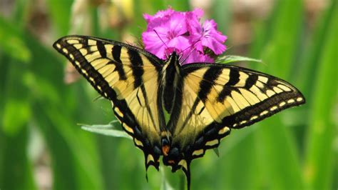 Canadian Tiger Swallowtail Butterfly Photos South Burlington Vermont