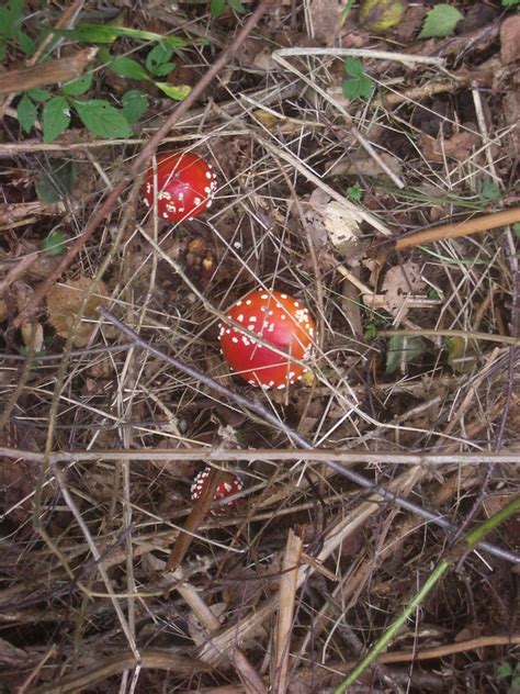 Red Top Mushrooms Bixentro Flickr