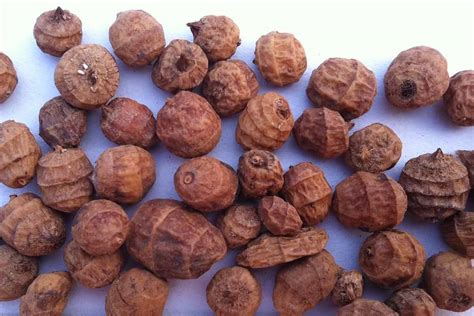 21 Science Backed Health Benefits Of Tiger Nuts How To Ripe