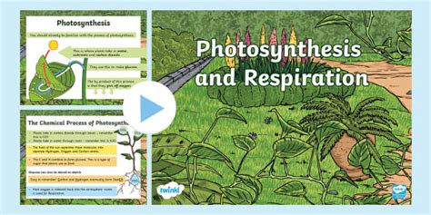 Photosynthesis And Respiration Teacher Made Twinkl