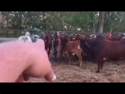 Our passion for brahman cattle dates back to 1906 when thomas m. Purebred Gyr Cattle - YouTube