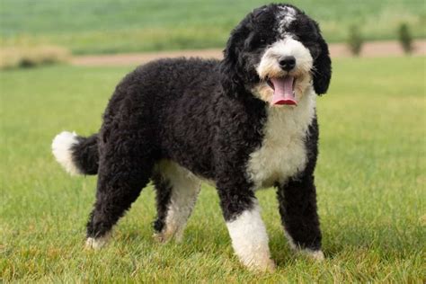 F1b Sheepadoodle The Right Dog For You Find The Facts Here