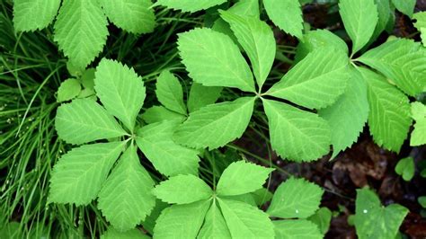 The virginia creeper plant, also called american ivy, ampelopsis and woodbine, can cause a skin rash, according to the poison ivy, oak & sumac information center. How to Get Rid of Virginia Creeper | What is Virginia Creeper?