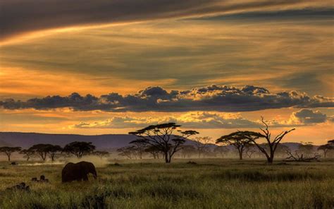 African Safari Animals Trees Sunset Grass Clouds Nature