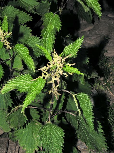 Nettle plants occur in most parts of the us, canada, and south along the west coast to mexico ( 3 ). Urtica dioica