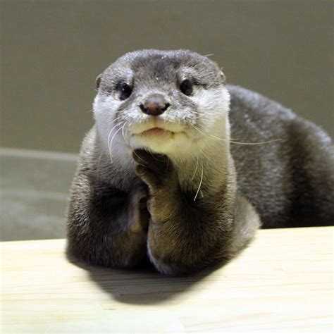 Model Otter Has Perfected Her Poses Source