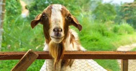8 Best Dairy Goat Breeds Goats For Milk Veterinary Articles