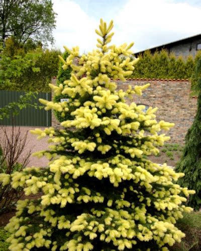 Dwarf Conifers Singing Tree Gardens Nursery Dwarf Conifers