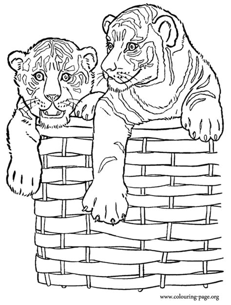 2762 x 2400 file type: Tigers - Two tiger cubs in a wicker basket coloring page