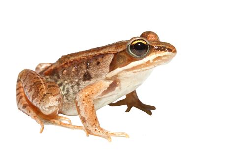 Frog Png Image Free Download Image Frogs