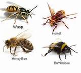 Pictures of Bee Or Wasp