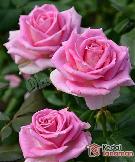 Jual Roses Bunga Mawar Pink Di Lapak Kedaitanaman Kedaitanaman