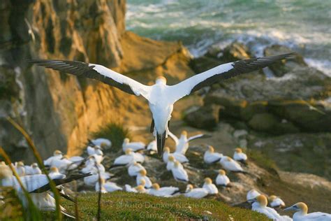 New Zealand Seabird Gannet Landing Flickr