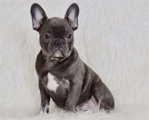 Ckc male french bulldog puppy. Blue French Bulldog Puppies for Sale - Breeding Blue ...