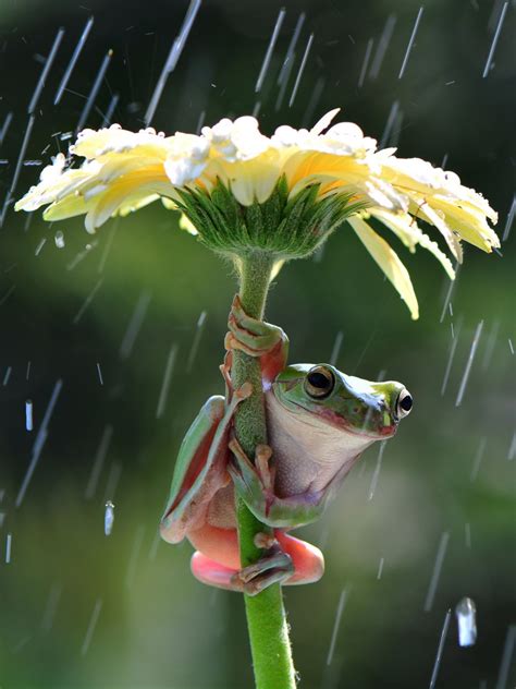 See How A Frog Stays Dry In Rain Picture Amazing Animals From Around