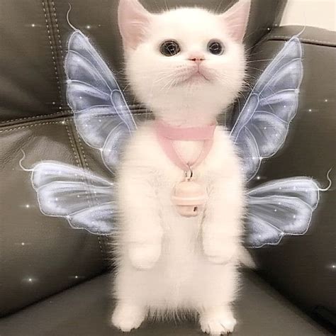 Fairy Cat Очаровательные котята Милые котики Милые детеныши животных