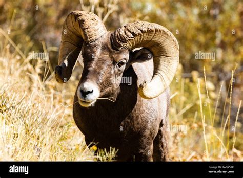 Herd Of Bighorn Sheep Enjoying A Beautiful Colorado Autumn Afternoon