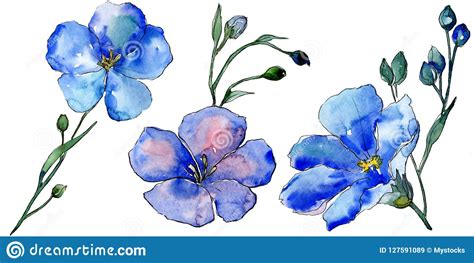 Watercolor Blue Flax Flowers Floral Botanical Flower Isolated