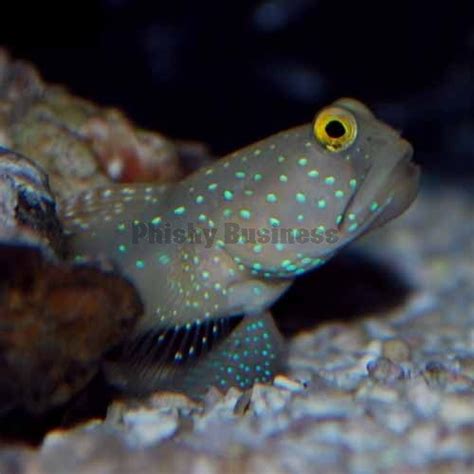 Blue Spot Shrimp Goby Saltwater Tank Pinterest