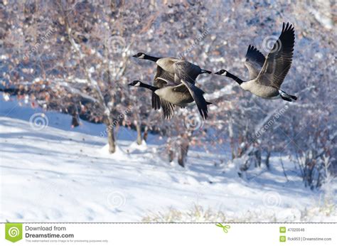 Three Canada Geese Flying In A Blue Sky Royalty Free Stock Photography