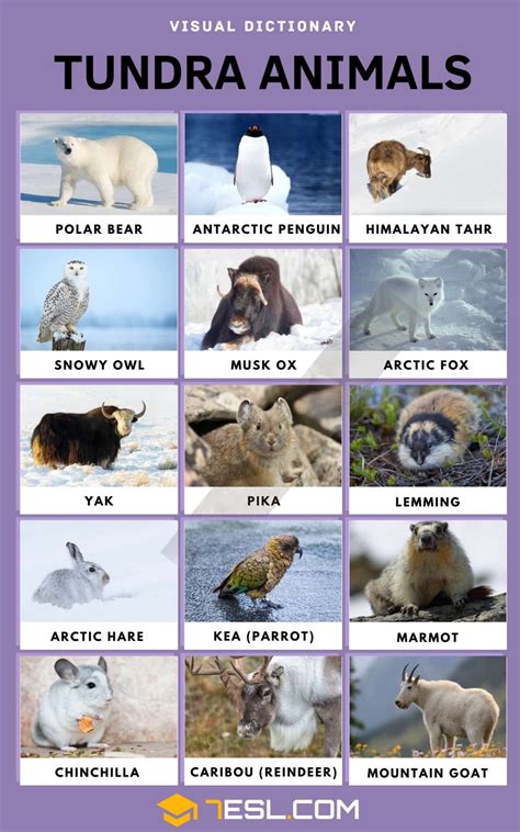 Tundra Animals List Of 15 Interesting Animals In The Tundra With Facts
