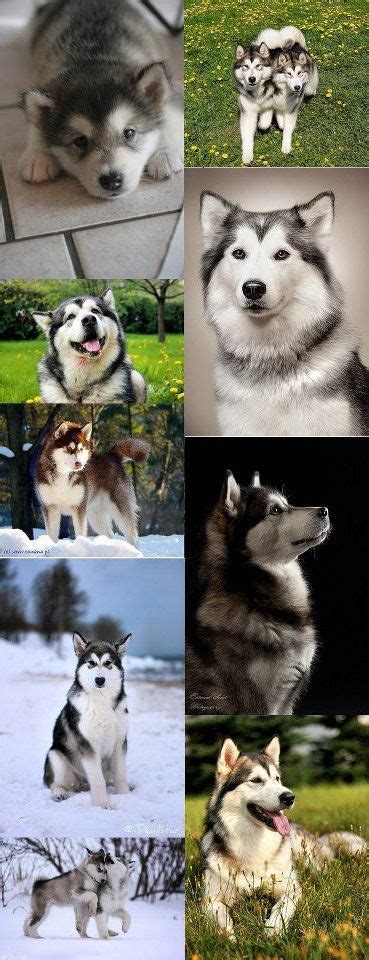 Alaskan Malamutes My Woof Is An Amazing Guard Dog To Say The Least Love