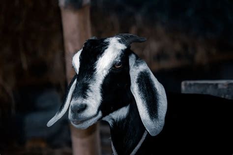 The Complete Information On Black Bengal Goats Desi Kisan