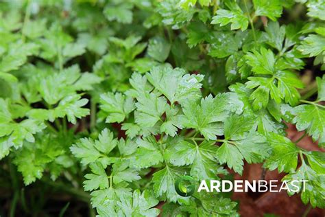 Parsley Guide How To Grow And Care For “petroselinum Crispum”