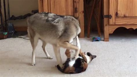 Coyote Plays With Cat Youtube