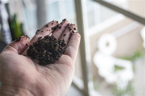 5 Reasons Why You Should Never Throw Out Used Coffee Grounds Food