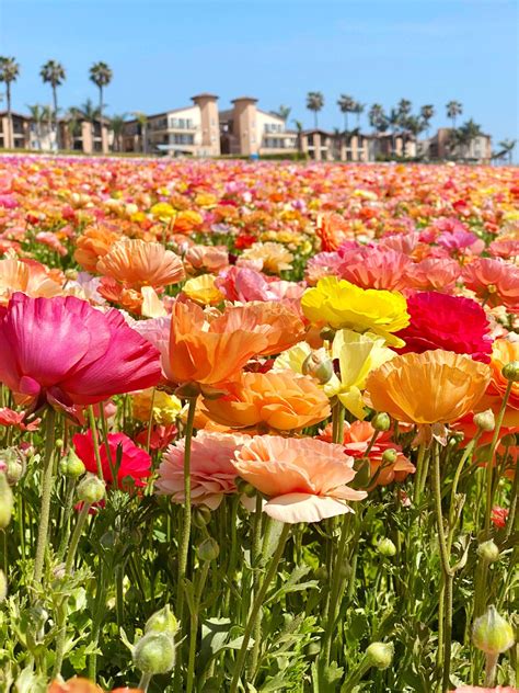 Carlsbad Flower Fields 2021 Everything You Need To Know Huge Guide