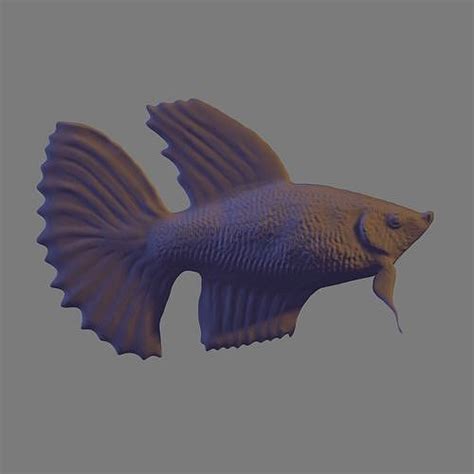 Betta Fish 3d Model