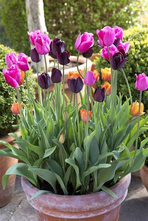Beautiful Tulips Plant Natureandallitsglory