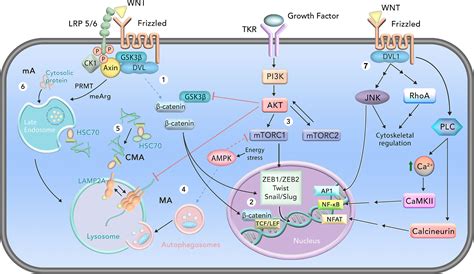 Frontiers Multifaceted Wnt Signaling At The Crossroads Between