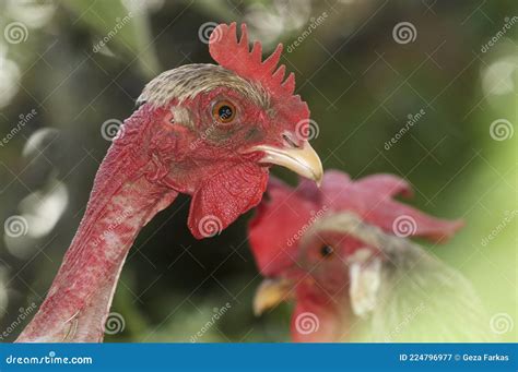Portrait Of Banat Naked Neck Chicken Breed Stock Image Image Of Farm