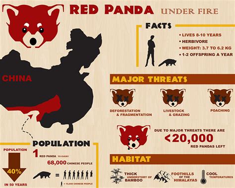 Infographic The Red Panda Red Panda Red Panda Cute Panda Habitat Riset