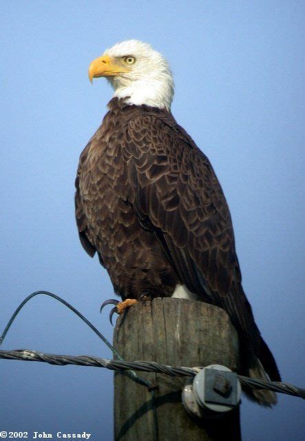 √ 11 Types Of Eagles In The World With Awesome Pictures Types Of