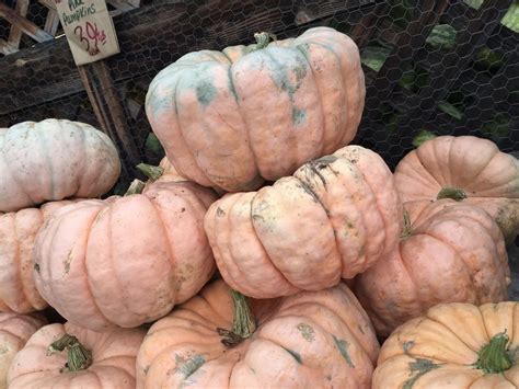 The Ultimate Guide To Pumpkin Types And Varieties